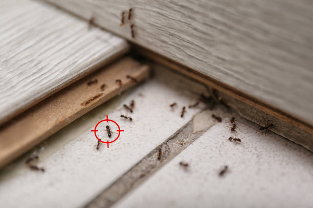 Best Pest Control Treatment  in Pierre Part, LA