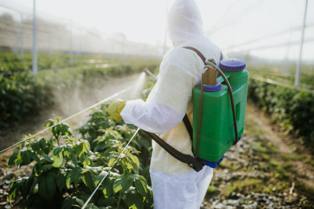 Best Pest Removal Services  in Pierre Part, LA